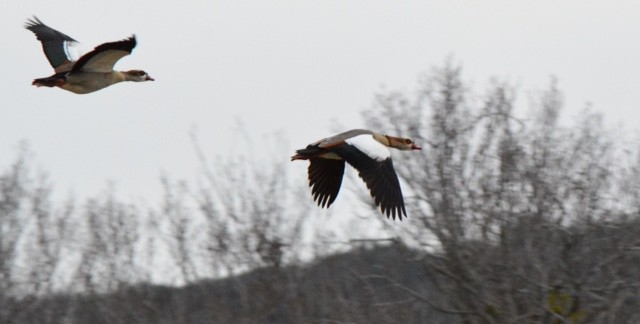 Egyptian Geese.jpg - Egyptian Geese. Photo by Tim Farek